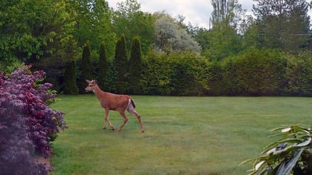 Deer Crossing - widescreen, buck, deer, washington, firefox persona, green grass