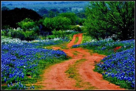 Blue Flowers - beautiful, blue flowers, picture