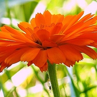 Orange Flower