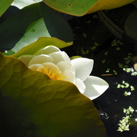 Peeking water lily