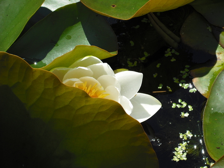 Peeking water lily - water, leaf, lily, soft