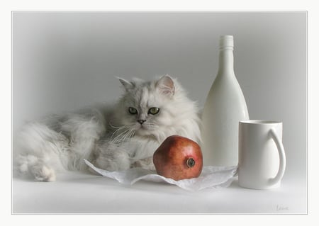 A bit of color - fur, cat, cup, fruit, white, beautiful, pomegrante, bottle, mug