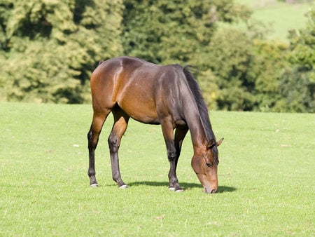 Grazing In Peace... - grazing, horses, brown, alone, peace, animals