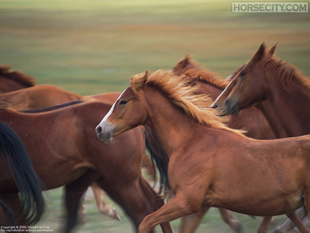 Focusing In On The Chosen Horse - herd, running, horses, chestnut, animals