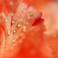 Orange And Pink Petals With Drips Of Water