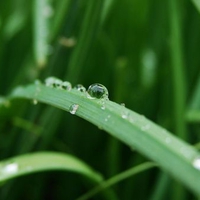 Water Droplet On Grass Blade