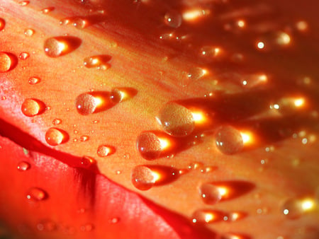 Tulip Water Drop - droplet, red, water, drop, orange, tulip, dew