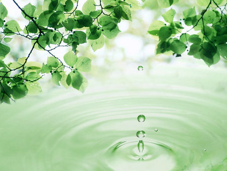 Leaves And Water Drop - calm, drop, water, droplets, leaves, flowers, nature, dew, green