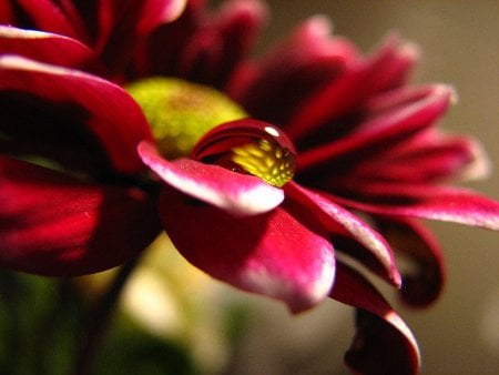 Water Drops On A Petal - flowers, water, nature, dew, red, drops, droplets, pink