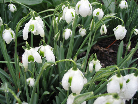 Flowers - white, nature, flowers