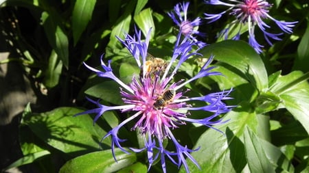 Tow Bees On A Flower - flower, bees, flowers, bee, nature