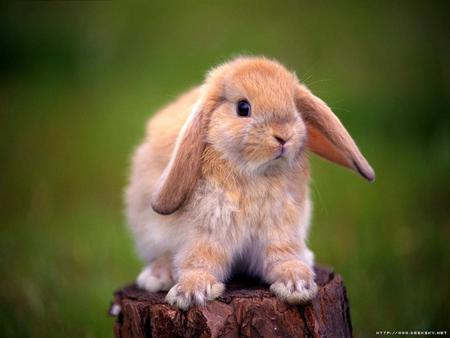 Cute Bunny!!! - rabbit, lop ear, cute, tan, bunny, animals