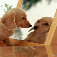 Mirror Dachshund