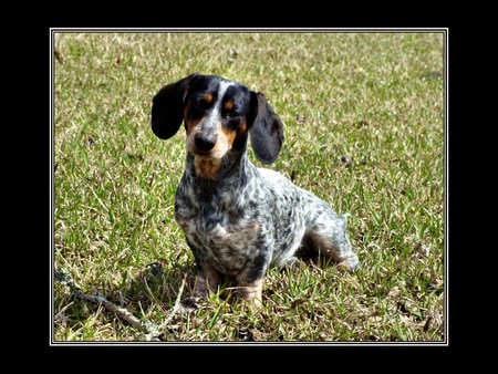 Dachshund - black, white, dogs, brown, tri-color, cute, dachshund, animals