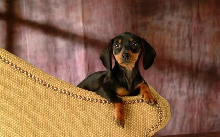 On The Edge - black, dogs, brown, cute, edge, dachshund, animals