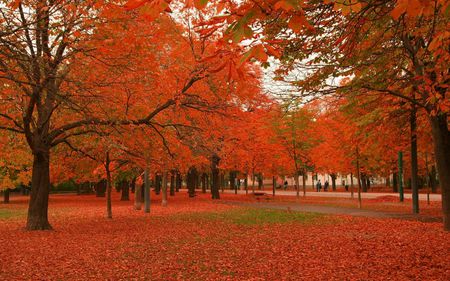 Red Carpet - scenery, brown, scene, scenario, pink, parks, widescreen, trunks, nice, paysage, natural, white, grasslands, paisage, nature, autumn, green, yellow, amazing, landscape, grass, photo, leaves, forests, red, branches, carpet, trees, beautiful, photography, photoshop, cool, orange, paisagem, black, awesome, panorama, day, leaf