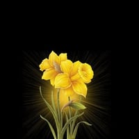 Yellow flower on black back