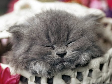 Sweet sleeping - cute, kitten, cat, sweet, sleep