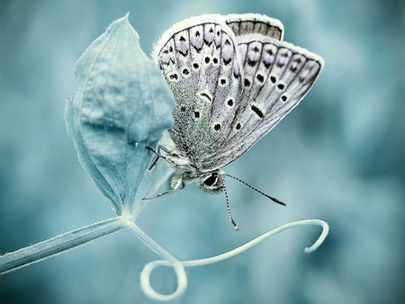 Delicate - blue flower, butterfly, white and black butterfly, flower