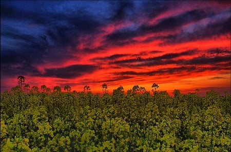 Red Sunlights - sunlights, scarlet, brightness, scalat, paisagem, plants, forests, scenery, panorama, gold, photography, wonderful, red, purple, cool, pink, landscape, paysage, awesome, photo, blue, scenario, natural, clouds, beautiful, leaves, amazing, hdr, land, morning, sunrises, leaf, nature, paisage, photoshop, branches, sky, sunsets, trunks, nice, pines, scene, orange, trees, green, jungle