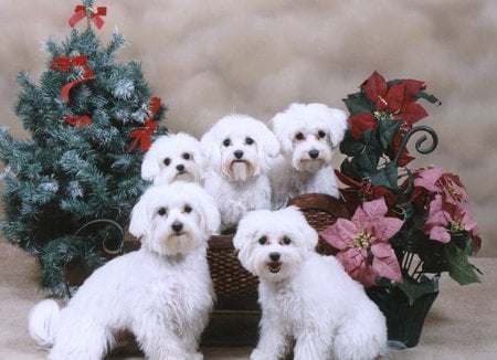 Maltese - maltese, puppy, christmas, dog