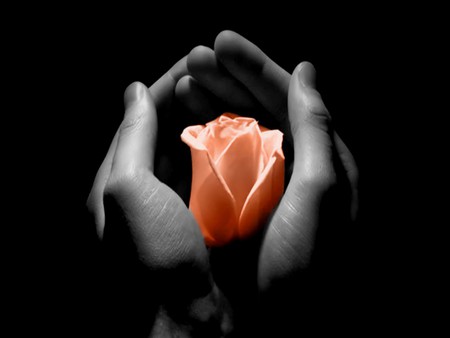 A PEACH ROSE FOR YOU - hands, black background, rose, peach