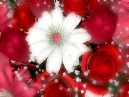 Beautiful Flower - rose, white, red, beautiful