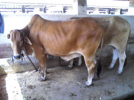 COW OF DAILY FORM BY SHAHYAB - 1, shahyab 2, kooolz