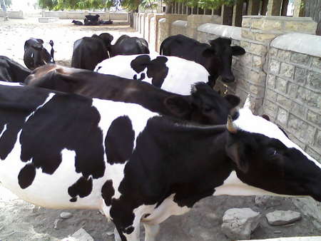 CALF OF DAILY FORM SHAHYAB - 1, cow 2, calf