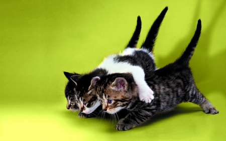 CUTE TRIO - white, three, cats, brown, funny, cute, black, kittens