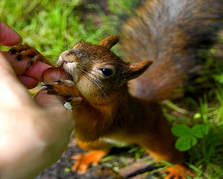 TOUCH OF LOVE - touch, love, squirrel, rodent, hand, human, sweet, loving