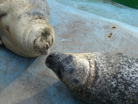 love - seals, love, friendship