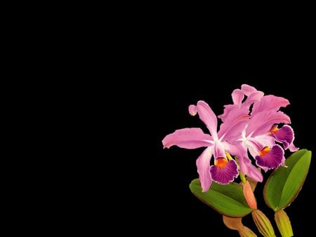 Pretty orchid - orchid, flower, black