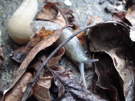 small snail - sansculotte, slow, small snail