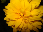 yellow flower