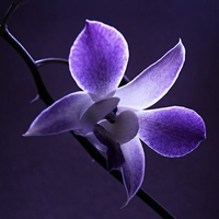 Purple orchid