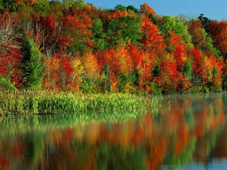 Reflections - tree, water, river, reflections