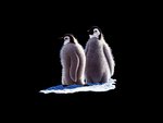 Tender pair of penguins