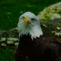 BALD EAGLE