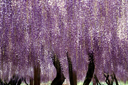 Wisteria Draping - wisteria, purple wisteria, trellis, purple