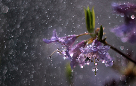 Spring Rainfall - raindrops, purple flowers, purple, rain