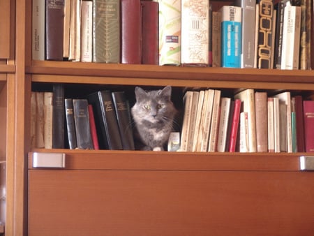 Natasha a la biblioteca - animals, cats