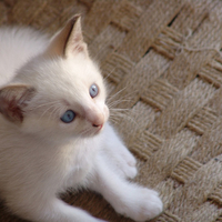 Kitty