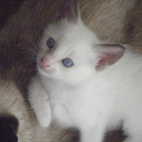 Kitty 1
