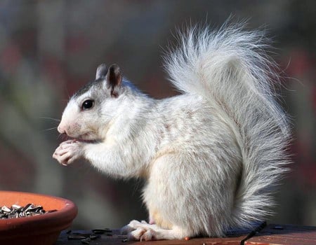 White Squirrel - white, picture, cool, squirrel