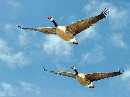 Flying Ducks - flying, picture, ducks, cool