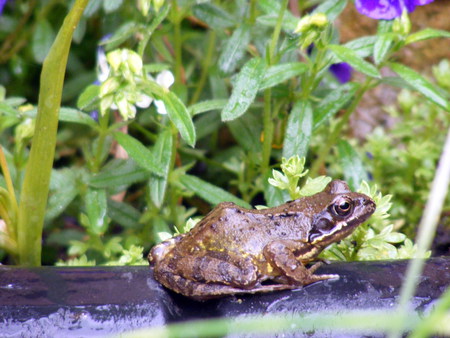 frog - frog, green, pond, garden, flower