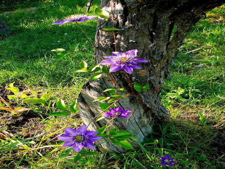 clematis - purple, tree, liana, flower