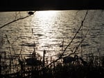 Swans at sunset