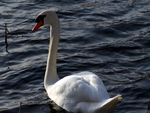 Swan